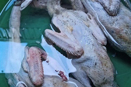 Bố mẹ vợ gửi cho 3 con vịt, chồng bĩu môi 
