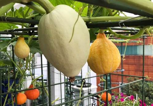 Mẹ đảm Sài Gòn trồng rau sân thượng tốt um như... rau quả đột biến-2