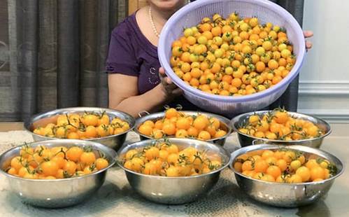 Mẹ đảm Sài Gòn trồng rau sân thượng tốt um như... rau quả đột biến-3