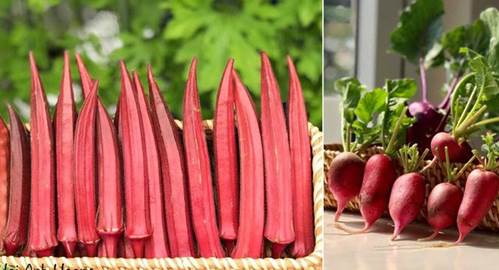 Mẹ đảm Sài Gòn trồng rau sân thượng tốt um như... rau quả đột biến-4