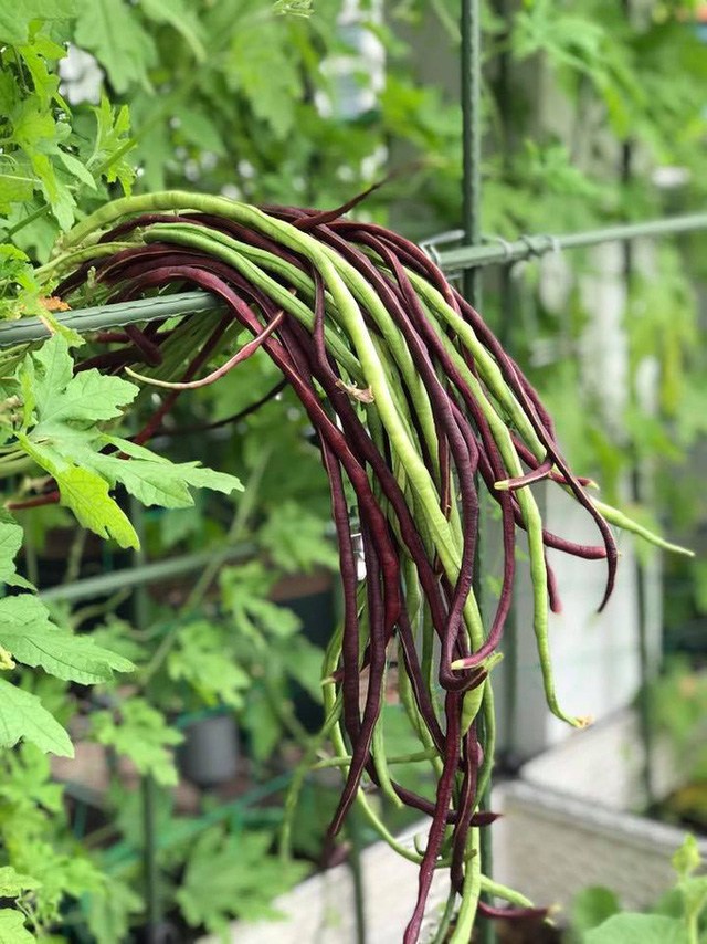 Mẹ đảm Sài Gòn trồng rau sân thượng tốt um như... rau quả đột biến-8