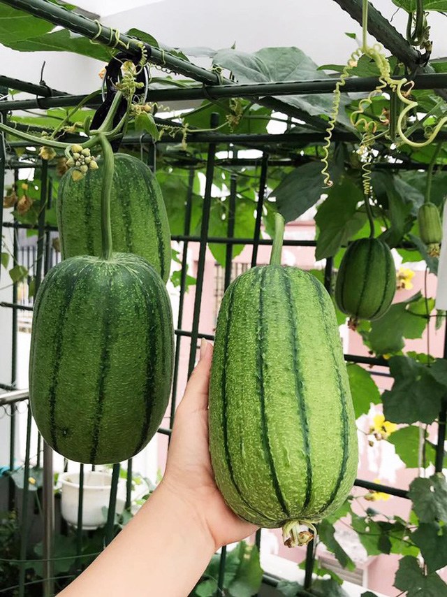 Mẹ đảm Sài Gòn trồng rau sân thượng tốt um như... rau quả đột biến-9