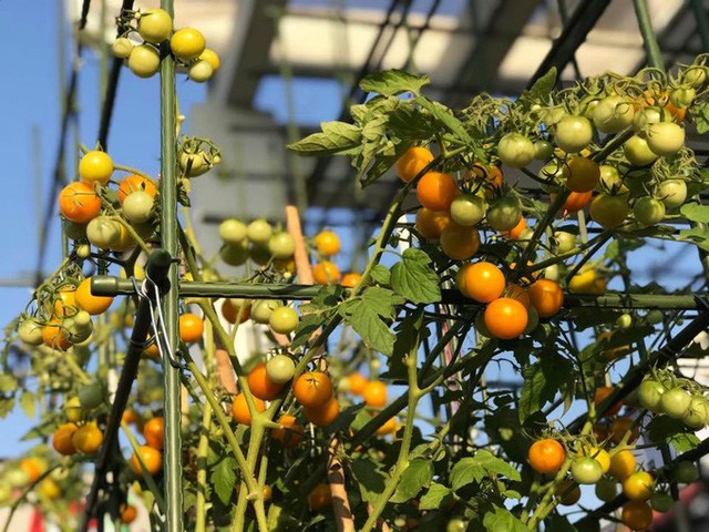 Mẹ đảm Sài Gòn trồng rau sân thượng tốt um như... rau quả đột biến-10