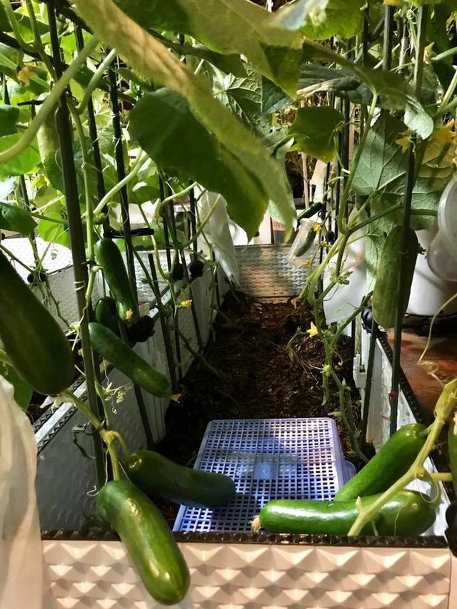 Mẹ đảm Sài Gòn trồng rau sân thượng tốt um như... rau quả đột biến-11