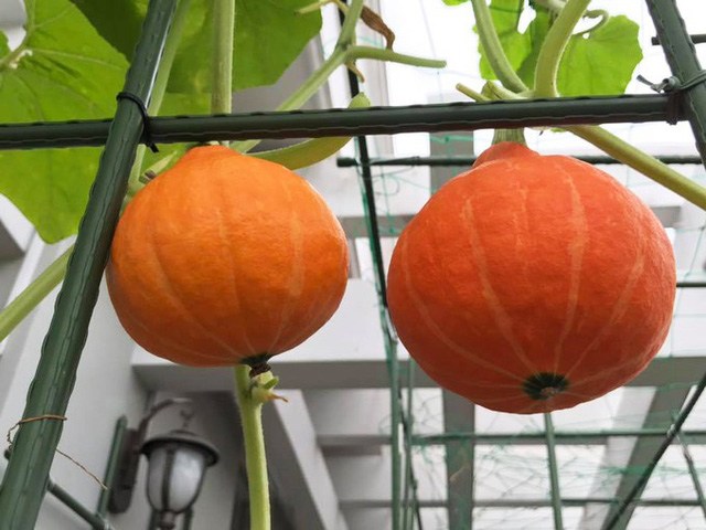 Mẹ đảm Sài Gòn trồng rau sân thượng tốt um như... rau quả đột biến-13