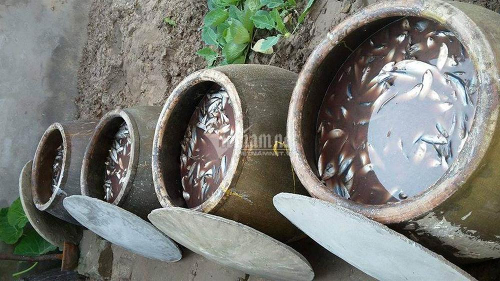Ủ vại mắm suốt 3 năm, rút nước cốt đặc biệt bán cho dân sành-1