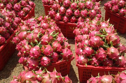 Biến động bên Tây, trái cây Việt gặp khó dội chợ, rẻ như rau