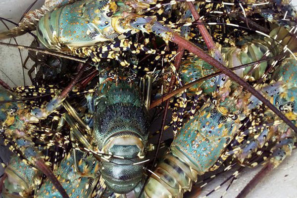 Tôm hùm giảm giá 50%, cá mú ế ẩm bị bỏ đói, nghìn tấn ngao ứ đọng-3