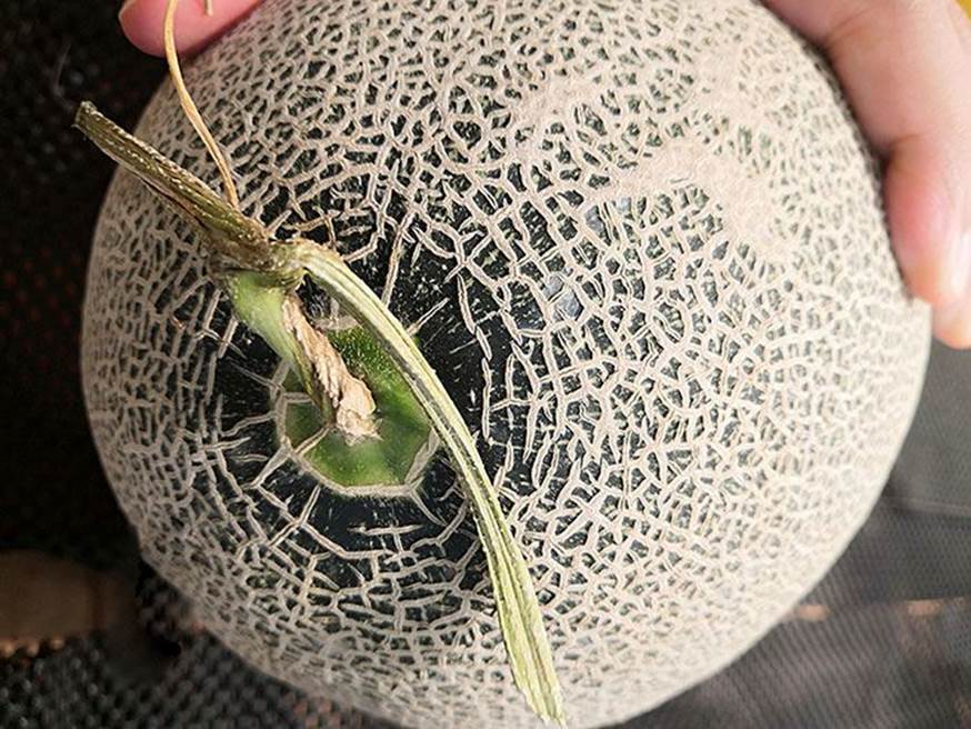 Mua dưa lưới, sờ thấy điều này trên vỏ chứng tỏ quả ngon nên chọn ngay-3