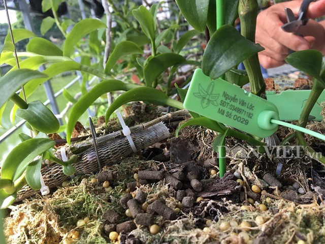 Những cú lừa khiến nạn nhân khánh kiệt trong cơn sốt lan đột biến tiền tỷ-2