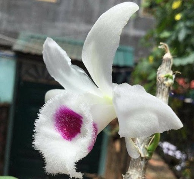 Những cú lừa khiến nạn nhân khánh kiệt trong cơn sốt lan đột biến tiền tỷ-4