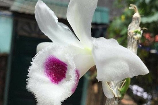 Những cú lừa khiến nạn nhân khánh kiệt trong cơn sốt lan 'đột biến' tiền tỷ