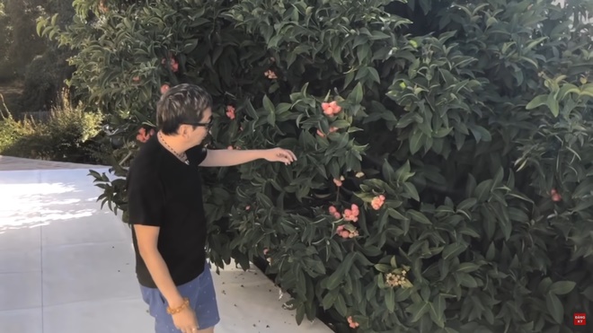 Trường Vũ tự hái rau, khoe vườn nhà rộng rãi bên Mỹ-6