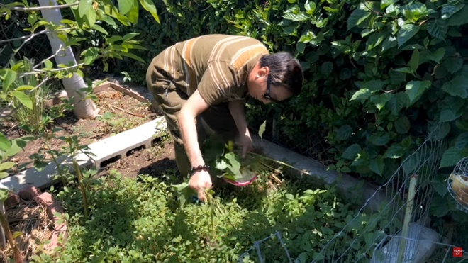 Trường Vũ tự hái rau, khoe vườn nhà rộng rãi bên Mỹ-7