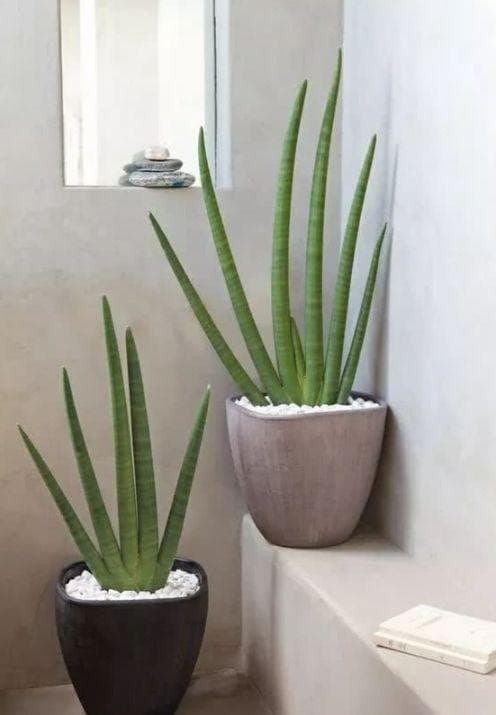 Cấm kỵ phong thủy: Không nên đặt cây lưỡi hổ” bừa bãi, đặt đúng vị trí sẽ giúp bảo vệ ngôi nhà và phát tài-2