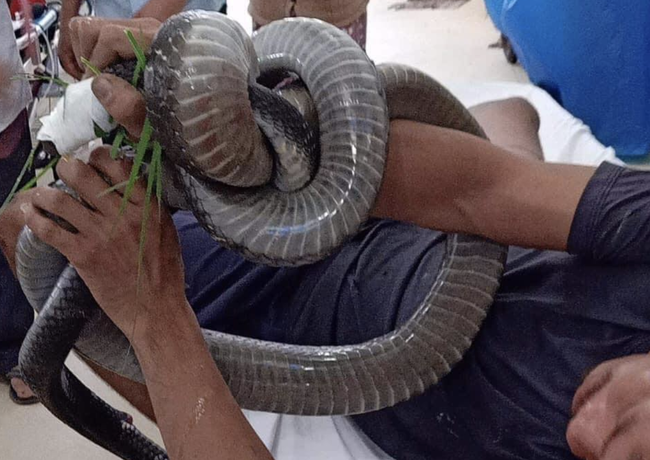 Người cha 2 con bị rắn hổ chúa 4.5kg cắn đã ổn hơn, men tim có giảm nhưng chưa nói trước được điều gì-3