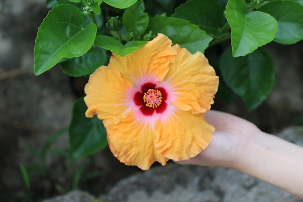 Những loại hoa đẹp không nên rước vào nhà trong tháng 7, bất ngờ nhất là số 3-3