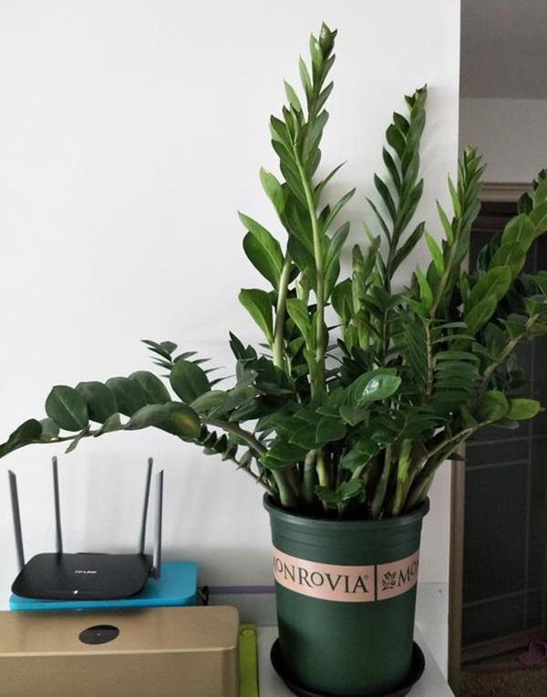 7 loại cây cảnh phong thủy trong phòng khách giúp gia chủ chiêu tài, kích lộc, gặp nhiều may mắn-1