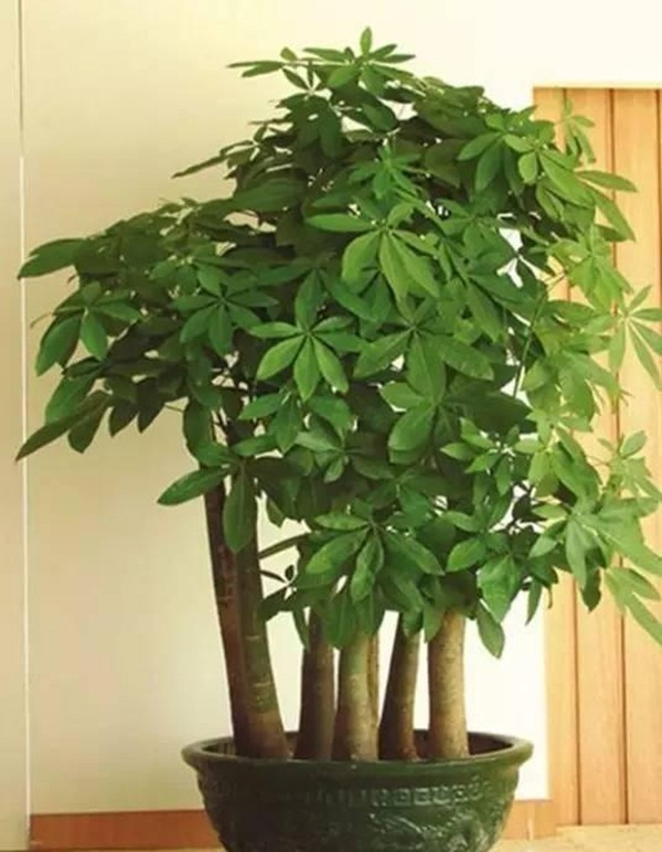 7 loại cây cảnh phong thủy trong phòng khách giúp gia chủ chiêu tài, kích lộc, gặp nhiều may mắn-3