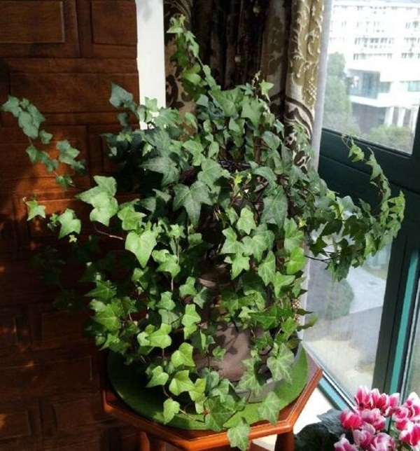 7 loại cây cảnh phong thủy trong phòng khách giúp gia chủ chiêu tài, kích lộc, gặp nhiều may mắn-4