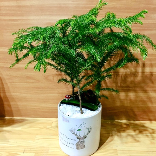 7 loại cây cảnh phong thủy trong phòng khách giúp gia chủ chiêu tài, kích lộc, gặp nhiều may mắn-5