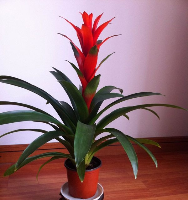 7 loại cây cảnh phong thủy trong phòng khách giúp gia chủ chiêu tài, kích lộc, gặp nhiều may mắn-6