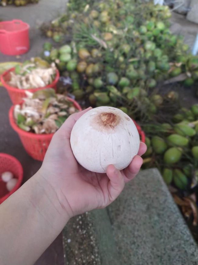 Sầu riêng, dừa... bé bằng nắm tay gây sốt, người bán lãi tiền triệu mỗi ngày-1