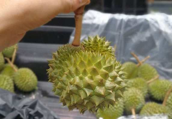 Sầu riêng, dừa... bé bằng nắm tay gây sốt, người bán lãi tiền triệu mỗi ngày-3