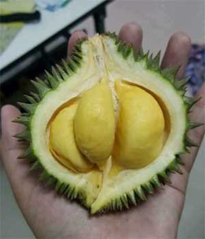 Sầu riêng, dừa... bé bằng nắm tay gây sốt, người bán lãi tiền triệu mỗi ngày-4