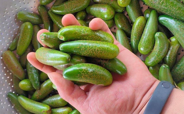 Sầu riêng, dừa... bé bằng nắm tay gây sốt, người bán lãi tiền triệu mỗi ngày-7