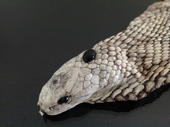 Giải mã viên ngọc đen trên đầu hổ mang chúa: Sở hữu công năng chữa trị thần kỳ?-1