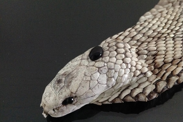 Cắn phải ngọc quý khi ăn ốc giác, một gia đình Vũng Tàu hô bán 8 tỷ đồng!-5