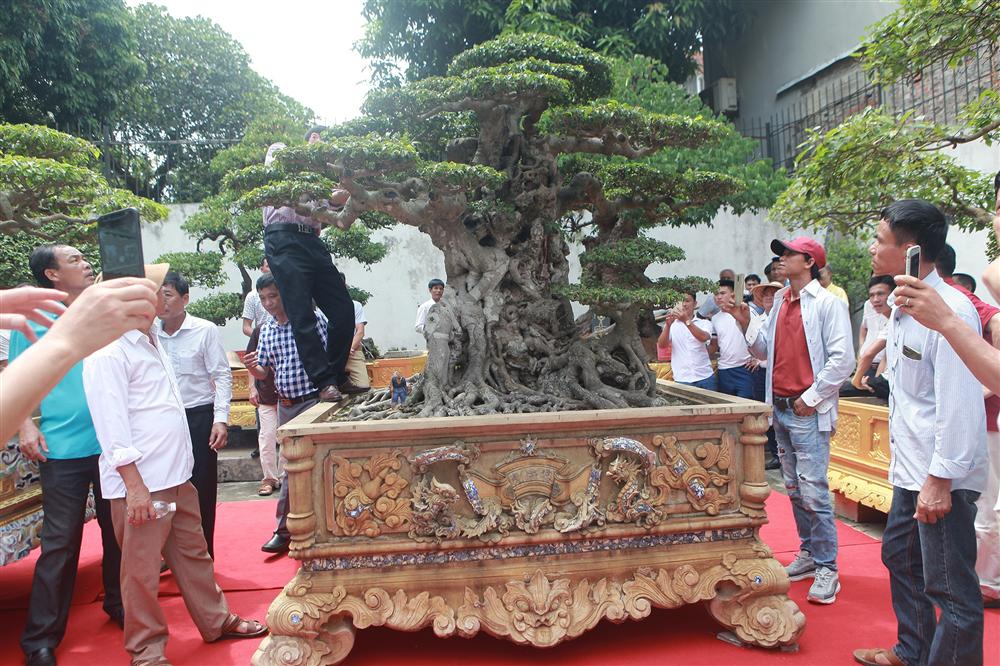 Ngọn cây sanh giá 28 tỷ đồng, vậy gốc cây đáng giá bao nhiêu?-2