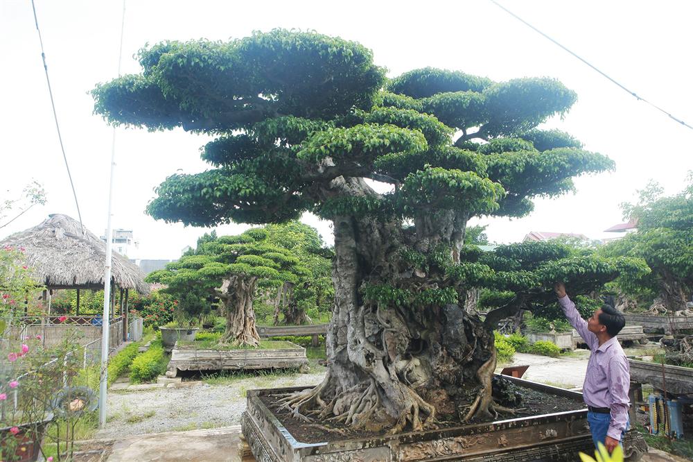 Ngọn cây sanh giá 28 tỷ đồng, vậy gốc cây đáng giá bao nhiêu?-3