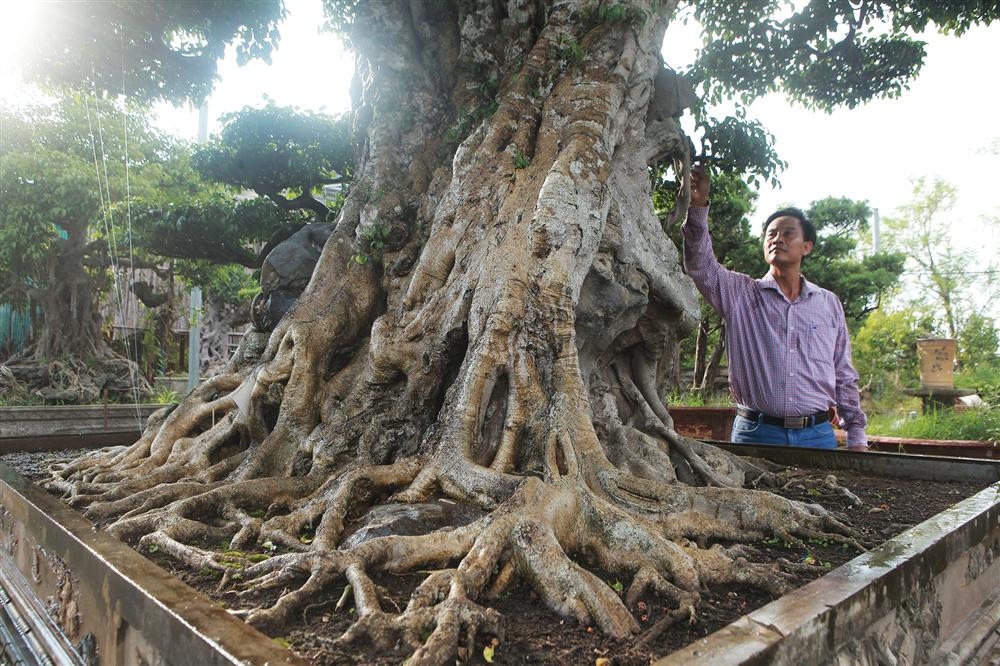 Ngọn cây sanh giá 28 tỷ đồng, vậy gốc cây đáng giá bao nhiêu?-5