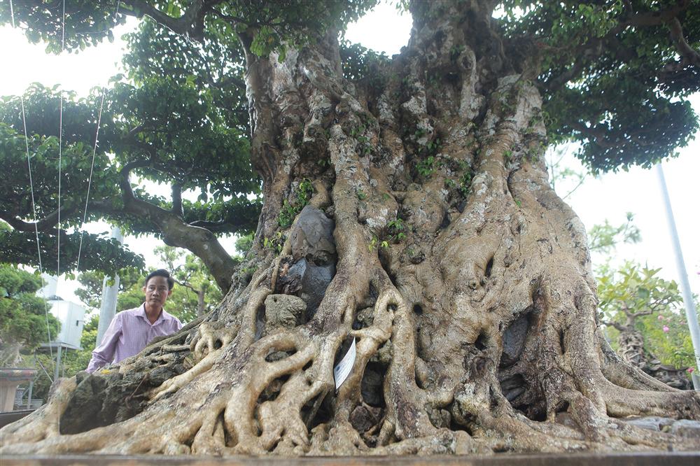Ngọn cây sanh giá 28 tỷ đồng, vậy gốc cây đáng giá bao nhiêu?-6
