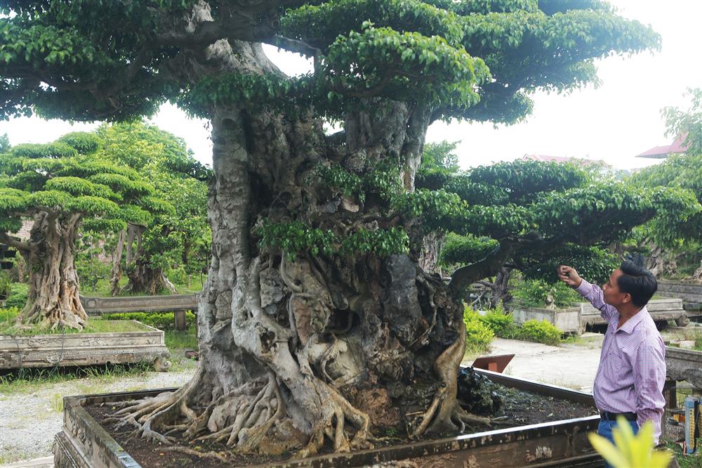 Ngọn cây sanh giá 28 tỷ đồng, vậy gốc cây đáng giá bao nhiêu?-7