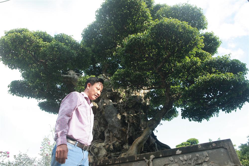 Ngọn cây sanh giá 28 tỷ đồng, vậy gốc cây đáng giá bao nhiêu?-8