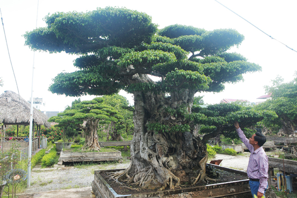 Chấn động” tác phẩm 28 tỷ đồng được biến hóa” từ ngọn cây tưởng bỏ đi-8