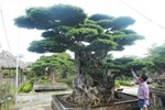 Chiêm ngưỡng bộ ba cây si cổ trị giá chục tỷ đồng của đại gia Vĩnh Phúc-10