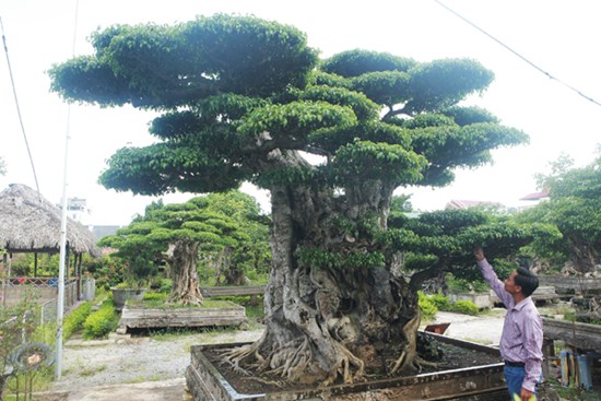 Ngọn cây sanh giá 28 tỷ đồng, vậy gốc cây đáng giá bao nhiêu?
