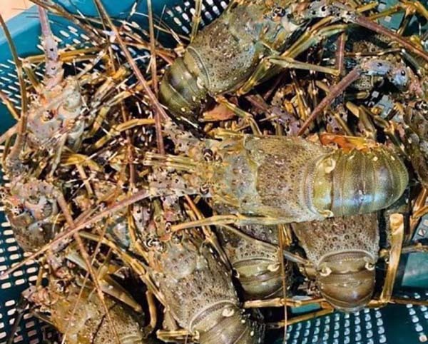 Tôm hùm giảm giá 50%, cá mú ế ẩm bị bỏ đói, nghìn tấn ngao ứ đọng-1