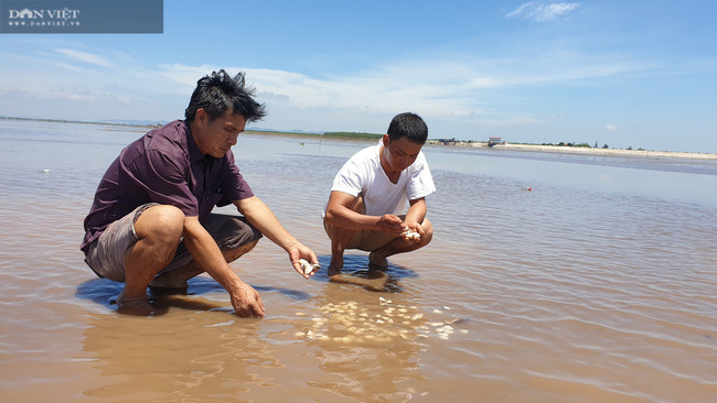 Tôm hùm giảm giá 50%, cá mú ế ẩm bị bỏ đói, nghìn tấn ngao ứ đọng-2