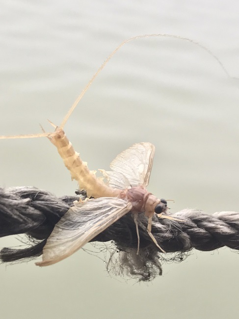 Kỳ lạ loài côn trùng vật vờ ngoài sông Hồng giá hàng triệu/kg-1
