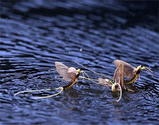 Kỳ lạ loài côn trùng vật vờ ngoài sông Hồng giá hàng triệu/kg-2