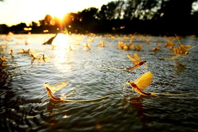 Kỳ lạ loài côn trùng vật vờ ngoài sông Hồng giá hàng triệu/kg-3