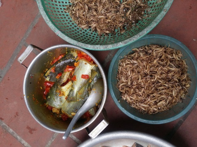 Kỳ lạ loài côn trùng vật vờ ngoài sông Hồng giá hàng triệu/kg-5