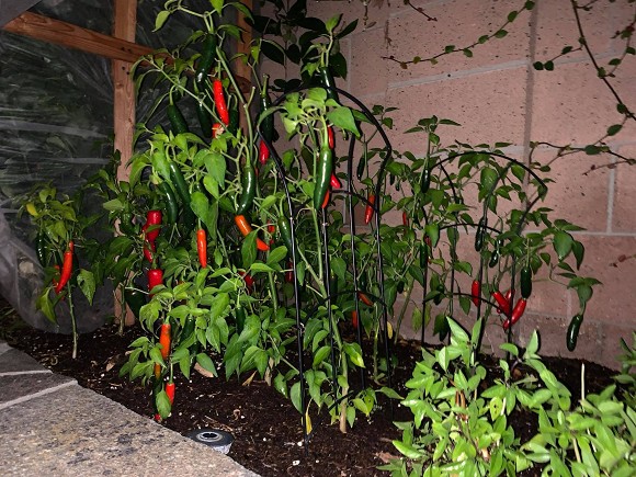 Thanh Thảo và bạn bè đến thăm nhà ca sĩ Minh Tuyết tại Mỹ-18