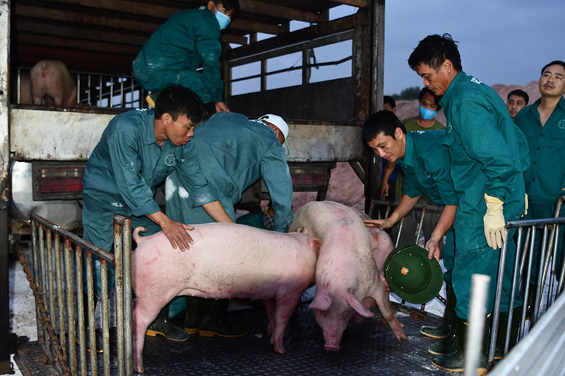100 nghìn con lợn Thái Lan đổ về, giá thịt trong nước giảm mạnh-1