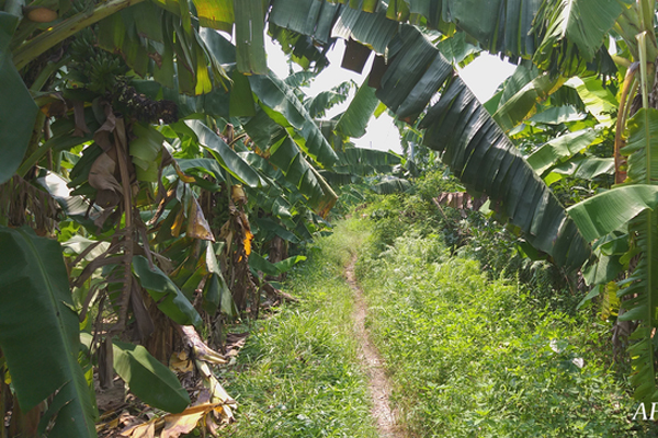 NÓNG: Đã bắt được nghi phạm hiếp dâm bé gái trong vườn chuối ở Hà Nội-4